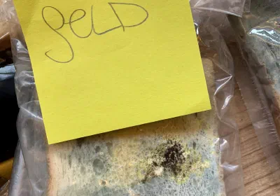 Der Toast-Brot-Versuch